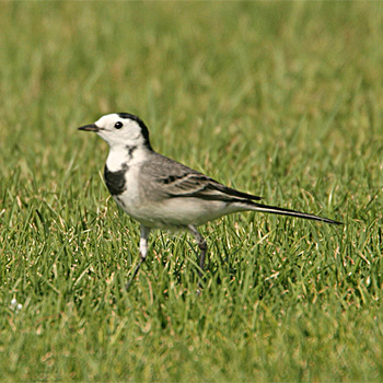 White Wagtail