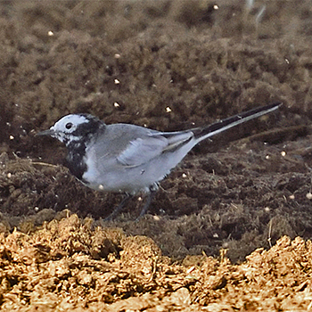 White (Masked) Wagtail