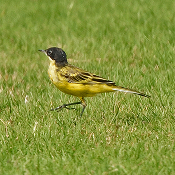 Western Yellow (Black-headed) Wagtail