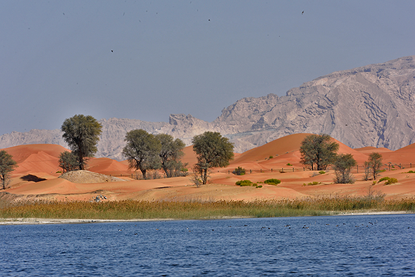 Zakher-Pool and Jebel Hafeet
