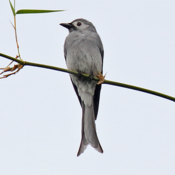Ashy Drongo