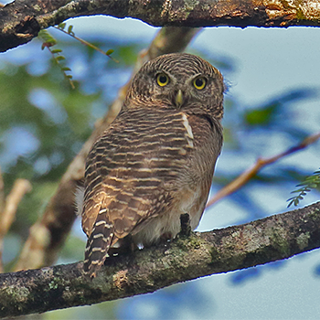 Asian Barred Owlet