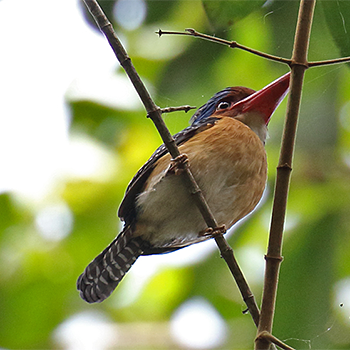 Banded Kingfisher
