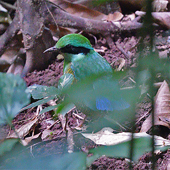 Bar-bellied Pitta