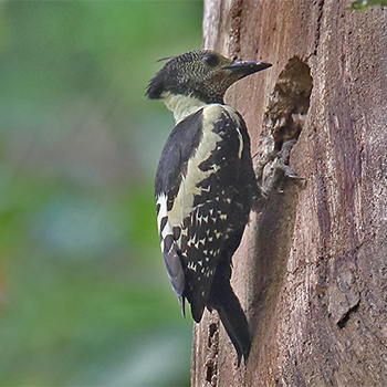 Black-and-buff Woodpecker