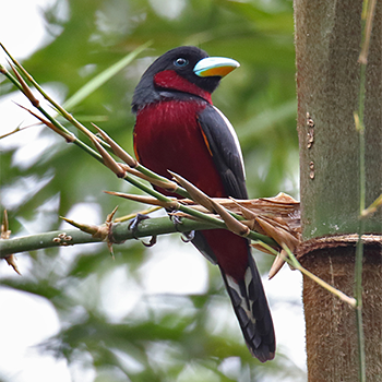 Black-and-red Broadbill