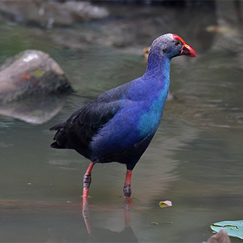 Black-backed Swamphen