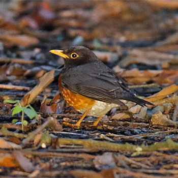 Black-breasted Thrush