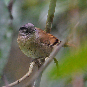 Black-browed Fulvetta