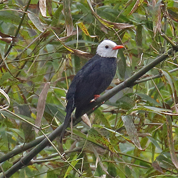 Black Bulbul