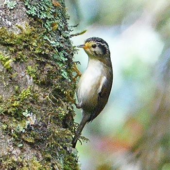 Black-crowned Fulvetta