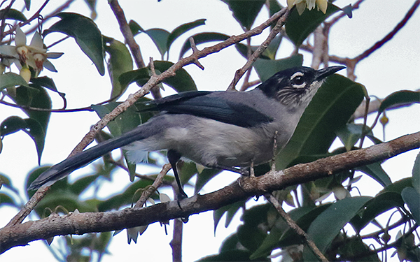 Black-headed Sibia