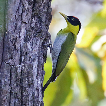 Black-headed Woodpecker