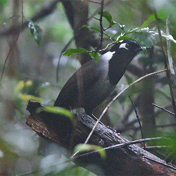 Black-hooded Laughingthrush