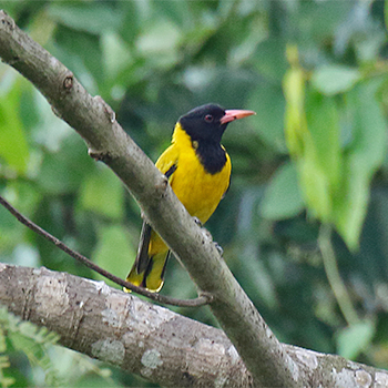 Black-hooded Oriole