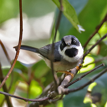Black-throated Tit