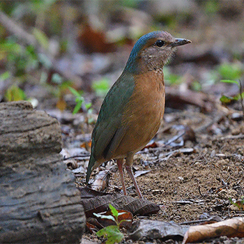 Blue-rumped Pitta