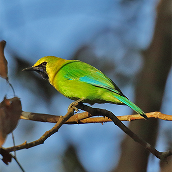 Blue-winged Leafbird