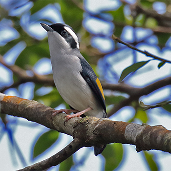 Blyth's Shrike-babbler