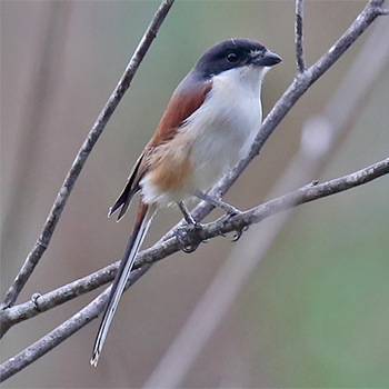 Burmese Shrike