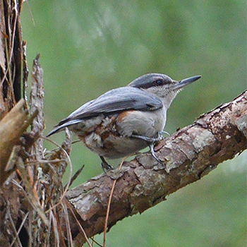 Chestnut-bellied Nuthatch