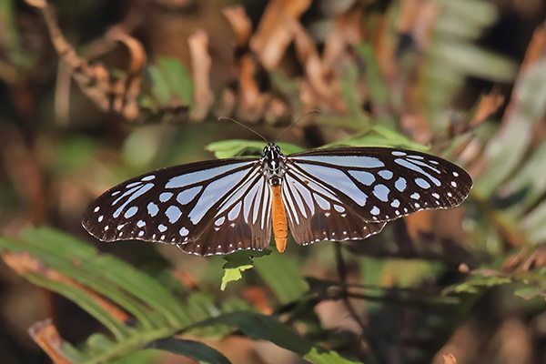 Chocolate Tiger (<em>Parantica melaneus</em>)