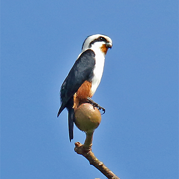Collared Falconet