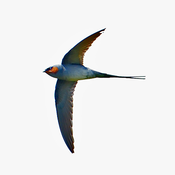 Crested Treeswift