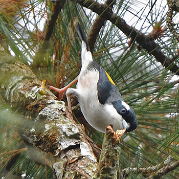 Dalat Shrike-babbler