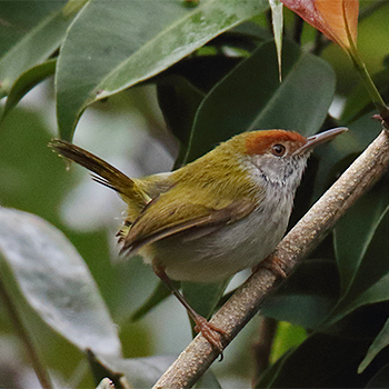 Dark-necked Tailorbird