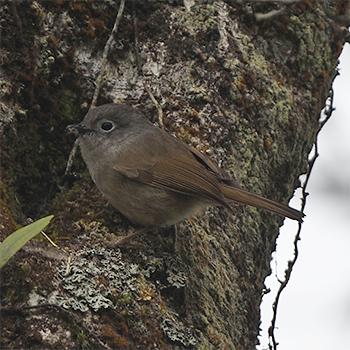David's Fulvetta