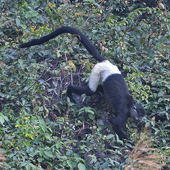 Delacour's Langur