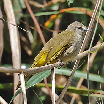 Flavescent Bulbul