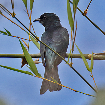 Square-tailed Drongo-cuckoo