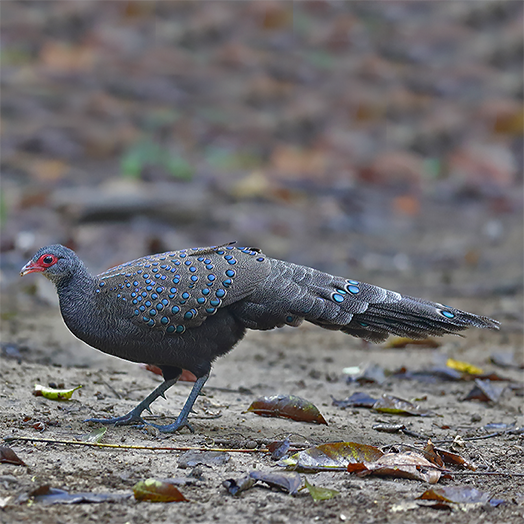 Germain's Peacock-pheasant