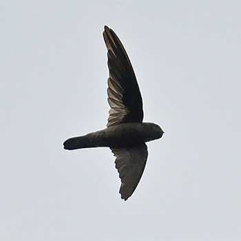 Germain's Swiftlet