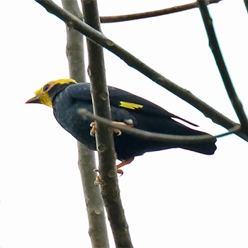 Golden-crested Myna