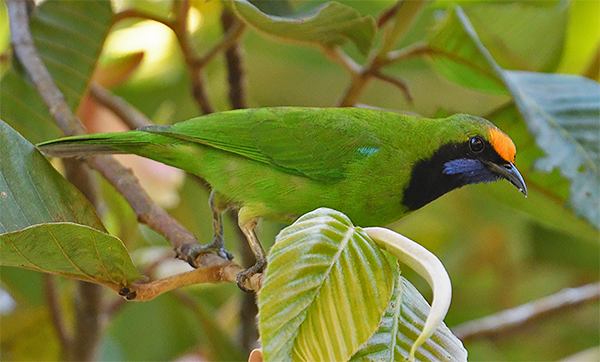 Golden-fronted Leafbird