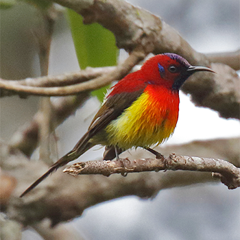 Gould's Sunbird