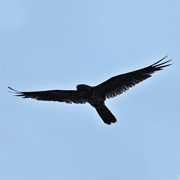 Great Eared-nightjar
