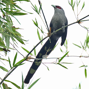 Green-billed Malkoha
