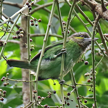 Green-eared Barbet