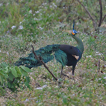Green Peafowl