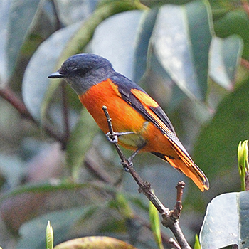 Grey-chinned Minivet