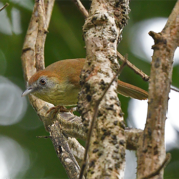 Grey-faced Tit-babbler