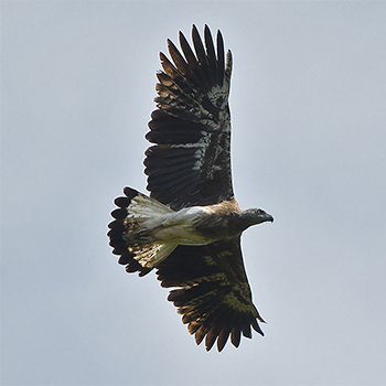 Grey-headed Fish-eagle