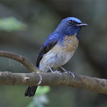 Hainan Blue Flycatcher