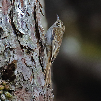 Hume's Treecreeper