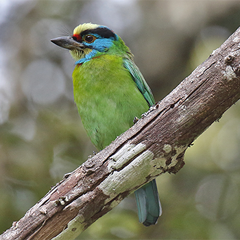 Indochinese Barbet