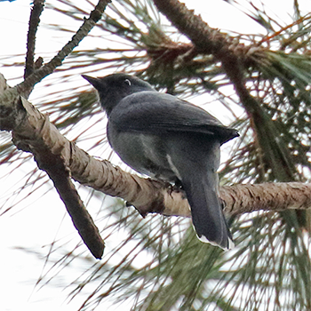 Indochinese Cuckooshrike
